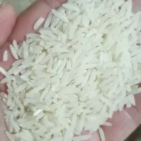برنج فجر سوزنی ۹۰روزه زیر قیمت