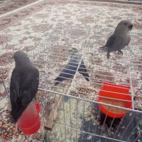 جوجه کوتوله رنگ خاص قناری خاکی