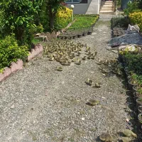 جوجه غاز یک روزه|حیوانات مزرعه|رودسر, |دیوار