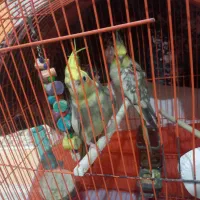 طوطی عروس هلندی جفت جوجه زا|پرنده|رشت, دیانتی|دیوار