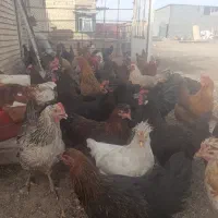 مرغ تخم گزار جوان