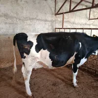 گوساله وگاوشیری