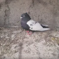 کبوتر شکار