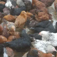 جوجه محلی گلپایگانی