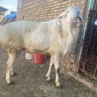 قوچ اصیل چینی دو سال نیم تضمینی با باروری بالا