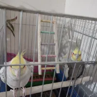 طوطی های زرنگ