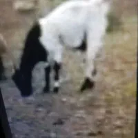 بز پاکستانی گمشده