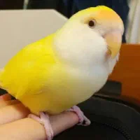 کوتوله عروس ماده فوق دستی سخنگو