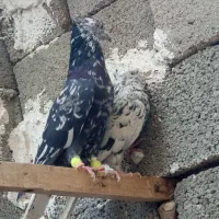 کبوتر سرور دم سفید|پرنده|سروستان, |دیوار