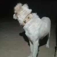 سگ گله ای دهن پاک