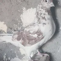 کبوتر های سرحال