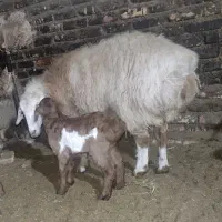 میش چینی بره دار