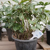 گل پیله آ|گل و گیاه طبیعی|ابهر, |دیوار