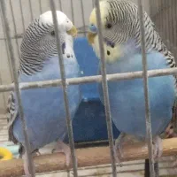 مرغ عشق