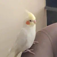 عروس هلندی گمشده