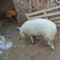 فروش قوچ نر|حیوانات مزرعه|قلعه قاضی, |دیوار