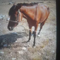دزدیده شدن