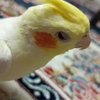 عروس هلندی