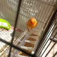 قناری آگات سرخ.طلایی خوشکل|پرنده|فسا, |دیوار