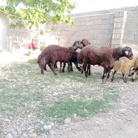 بره نر فروش تکی به قیمت عمده وکشتار کردن بعد از اا|حیوانات مزرعه|کلاله, |دیوار