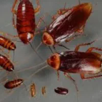 سمپاشی و موریانه زدایی تضمینی100درصدی