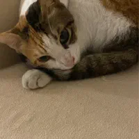 گربه ی ماده