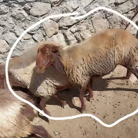 میش|حیوانات مزرعه|پاپی, |دیوار