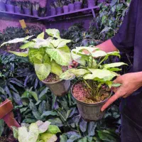 گل و گیاه سینگنیوم سبز|گل و گیاه طبیعی|اهواز, پادادشهر|دیوار