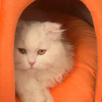 واگذاری گربه فول اسکاتیش