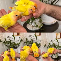 فروش طوطی برزیلی دستی و رام در رنگ‌های متنوع