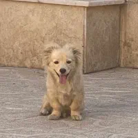 میکس مینی گلدن و مینی ژرمن