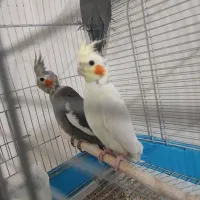 سه تا جوجه عروس هلندی|پرنده|دورود, |دیوار