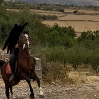 اسب‌ نریان‌