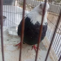 کبوتر نر
