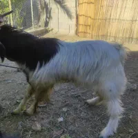 چپش|حیوانات مزرعه|کهنوج, |دیوار