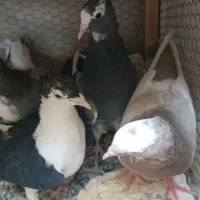 کبوتر ابلغ و لچکی