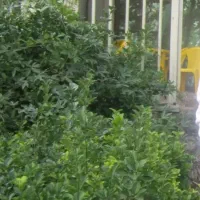 باغ ویلا زمین حصار شده در هروی