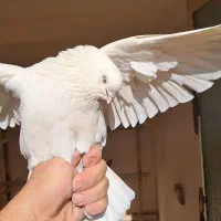 کبوتر ماده سفید،اراکی،تهرانی،شمرونی|پرنده|مبارکه, |دیوار