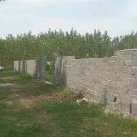 فروش زمین باغی 450متر گیلان لنگرود بندر چمخاله|فروش زمین و ملک کلنگی|چاف و چمخاله, |دیوار