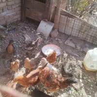 10 عدد جوجه مرغ|حیوانات مزرعه|پاکدشت, پارچین|دیوار