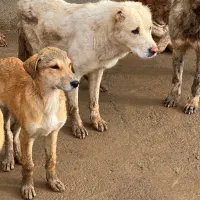 کارگر برای پناهگاه سگها