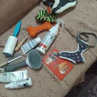 سگ پاکوتاه|سگ|همدان, |دیوار