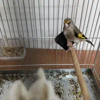 جوجه سهره دو رگ|پرنده|مهریز, |دیوار