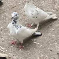 کبوتر تضمینی