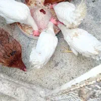 مرغ ماشینی تخم گذار بوقلمون بیوتی گوشتی