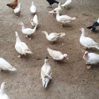 فروش مرغابی