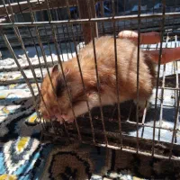 همستر ماده بالغ