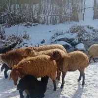 گوسفند بره دار جوان|حیوانات مزرعه|ورزقان, |دیوار