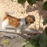 واگذاری سگ شیتزو|سگ|مرودشت, استادیوم‎|دیوار