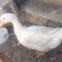 اردک
